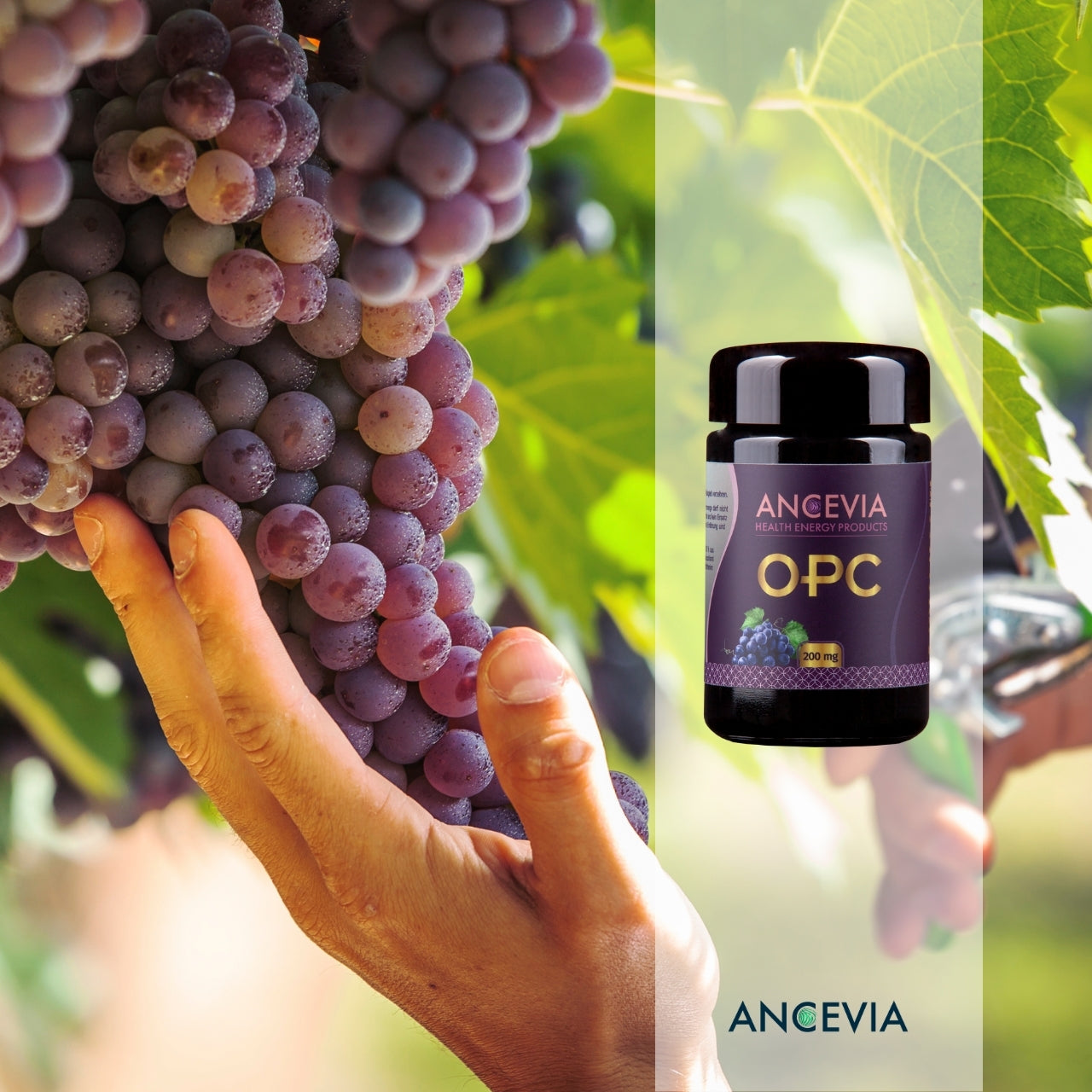 OPC Traubenkernextrakt Kapseln - ANCEVIA®