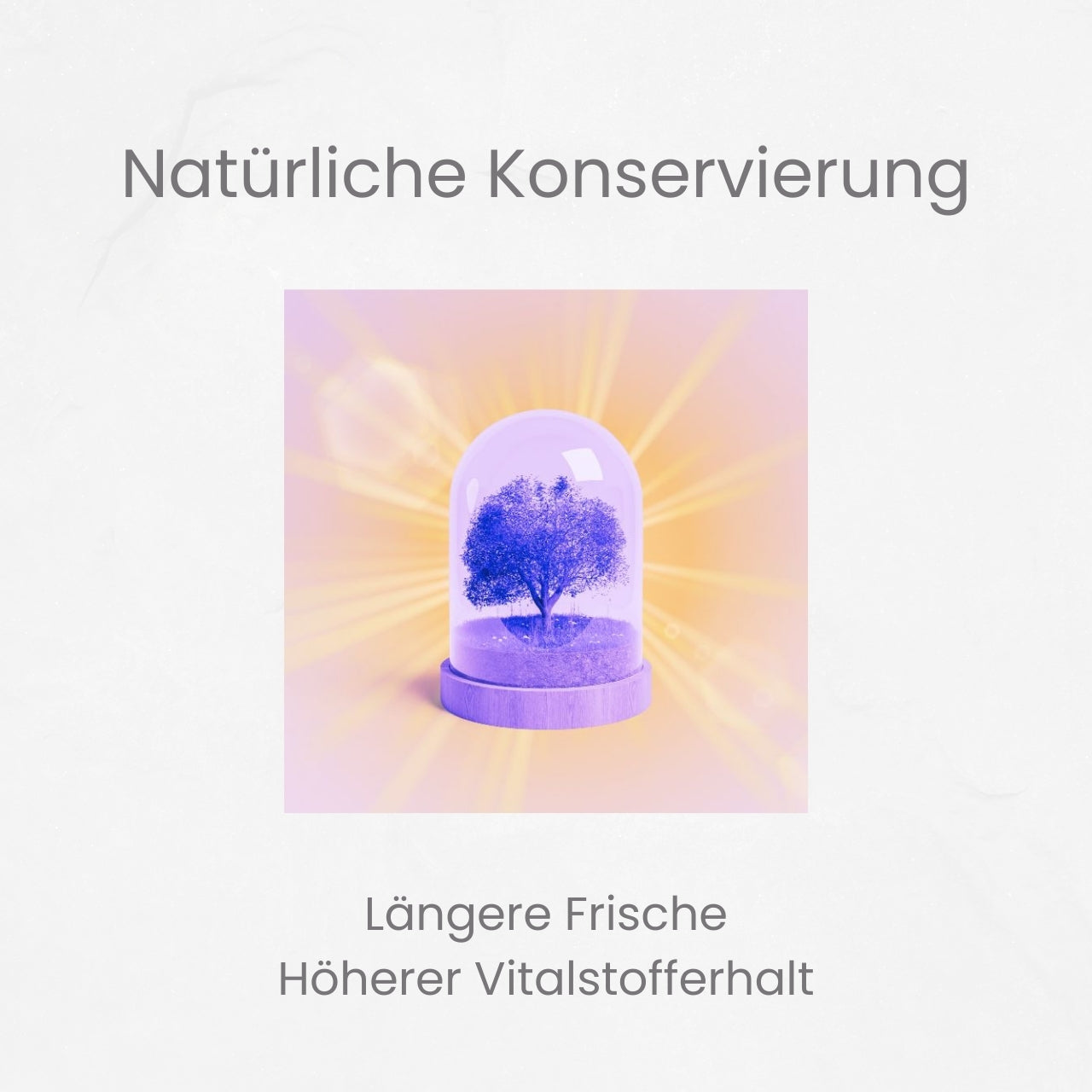 Midi 400 -  Violettglas 3x400 ml Weithalsdose (Saturn) von MIRON®